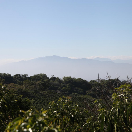 Café en grano Costa Rica Anaeróbico - Filtración