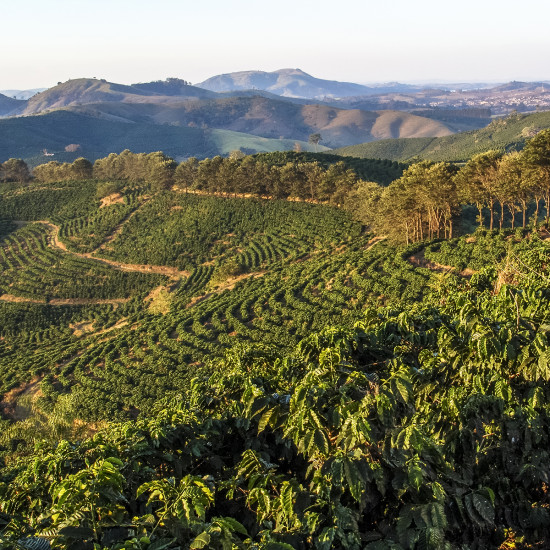 Café en grano Brasil Yellow Bourbon