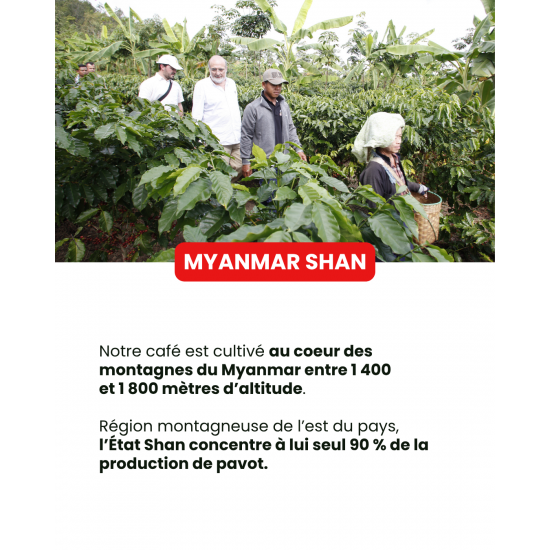 Café en grano de Myanmar Shan