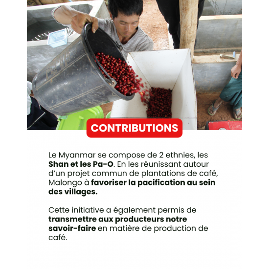 Café en grano de Myanmar Shan