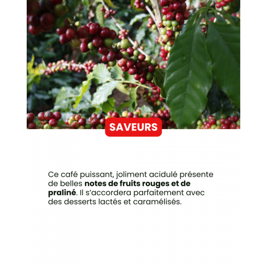 Café en grano de Myanmar Shan