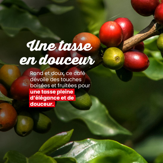 Honduras/Guatemala - 160 monodosis