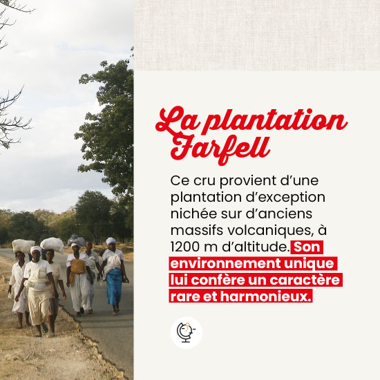 Café en grano Zimbabue