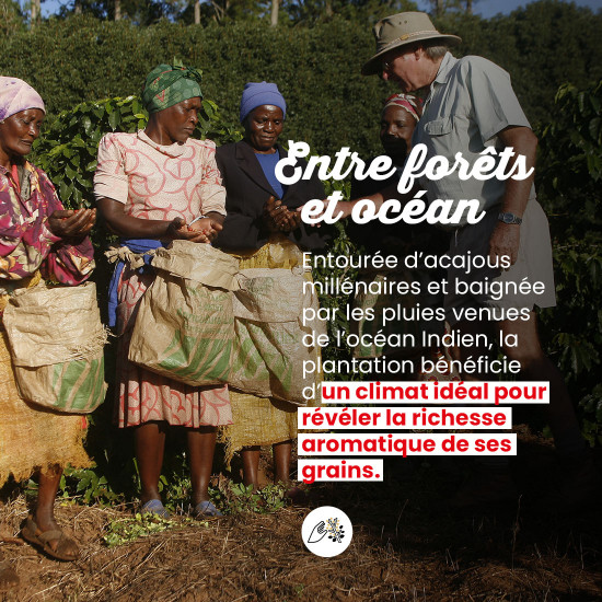 Café en grano Zimbabue