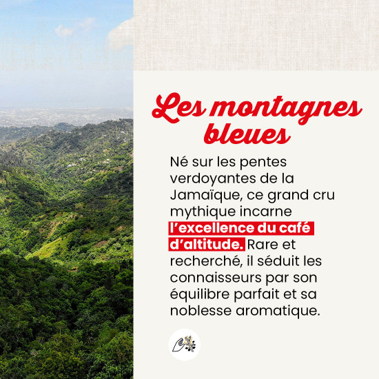Café en grano Blue Mountain de Jamaica