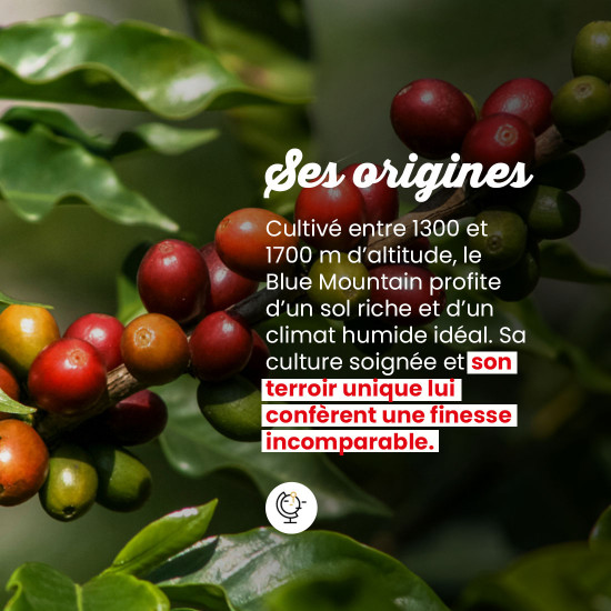 Café en grano Blue Mountain de Jamaica