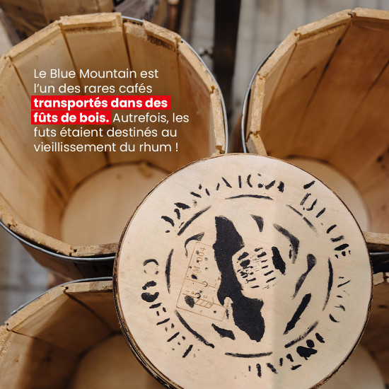 Café en grano Blue Mountain de Jamaica