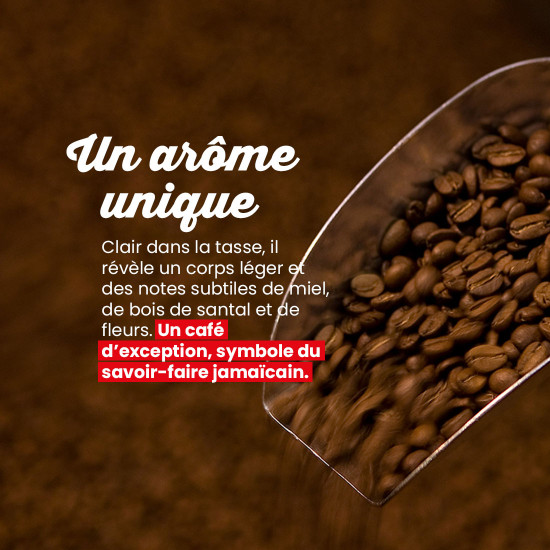 Café molido Blue Mountain Jamaica