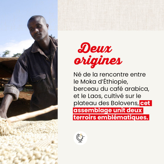 Moka/Laos - 160 doses