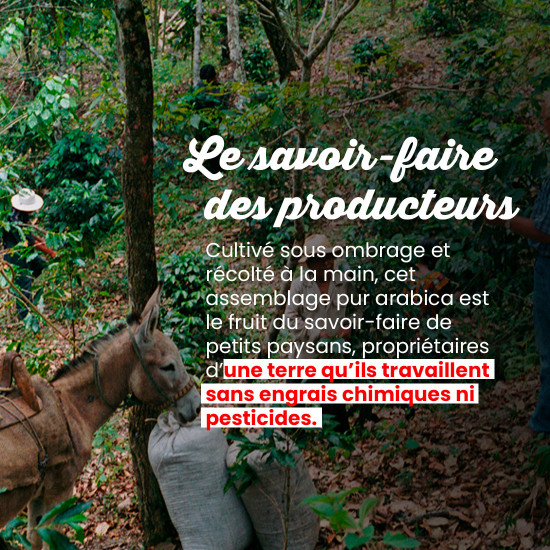 Café moulu La Tierra - Lot de 12 boites