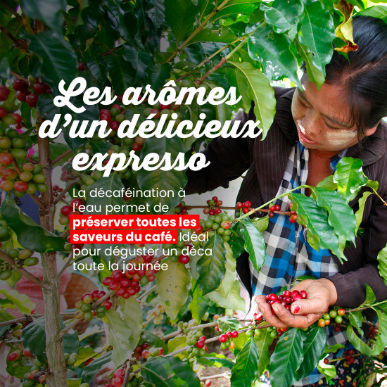 Café Grains Déca Aqua