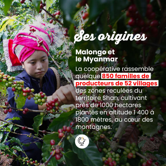 Café en Grano Myanmar Shan - Filtración