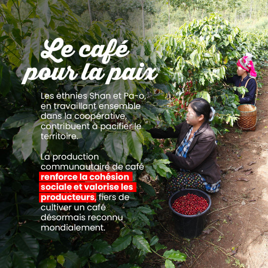 Café en Grano Myanmar Shan - Filtración