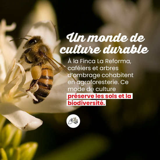 Café en grano Salvador