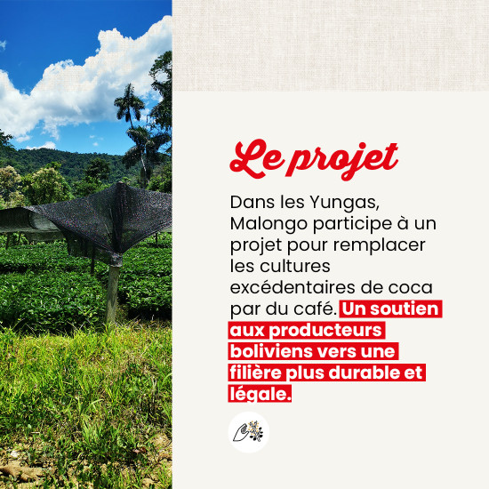 Caffè in grani Bolivia La Asunta