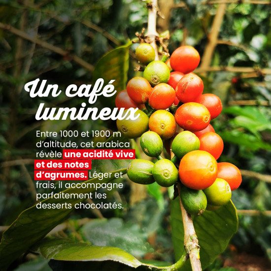 Café en grano Bolivia La Asunta