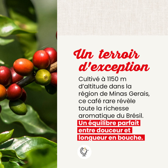 Caffè in grani Brasile Yellow Bourbon