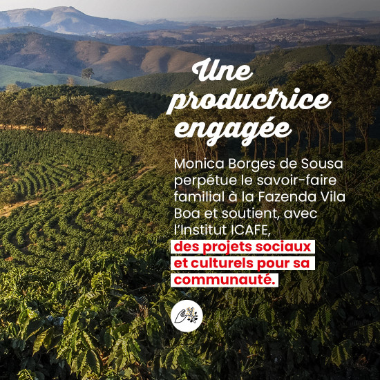 Café en grano Brasil Yellow Bourbon