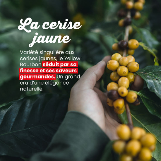 Caffè in grani Brasile Yellow Bourbon