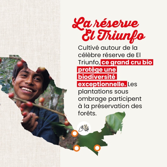 Café en grano México El Triunfo