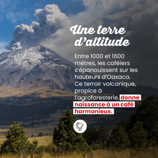 Caffè in grani Messico El Triunfo