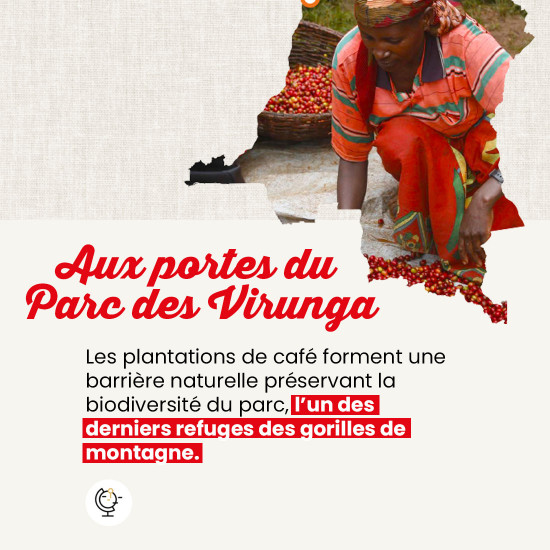 Café molido Congo Virunga