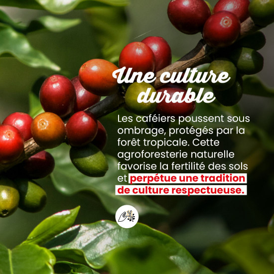 Caffè macinato Pura Papua