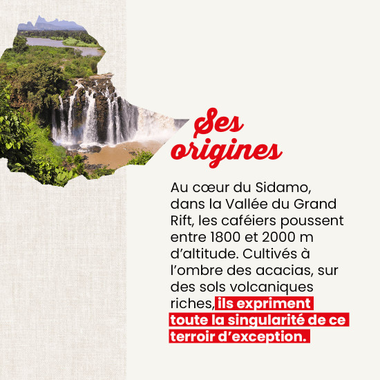 Café molido Etiopía Sidamo