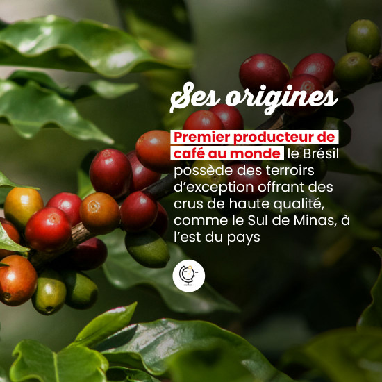 Caffè macinato Brasile Sul de Minas