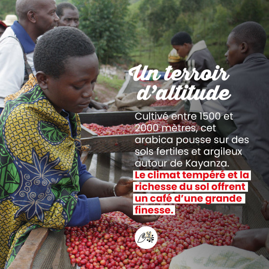 Café moulu Burundi Presse Française