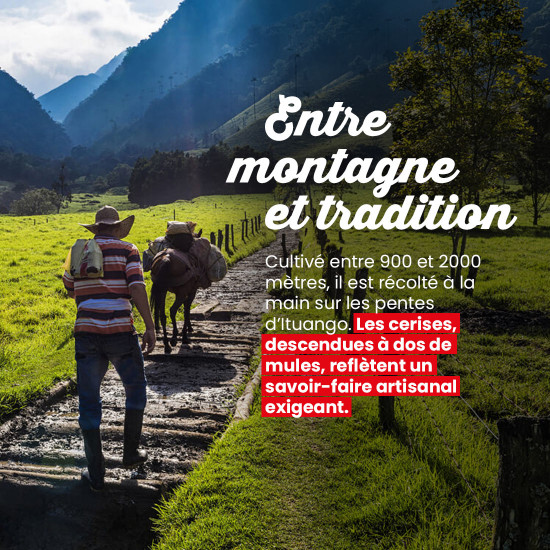 Café molido Colombian Antioquia