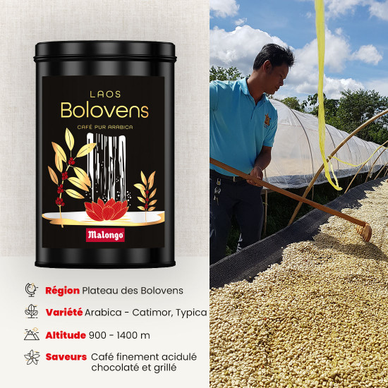 Caffè macinato Laos Bolovens