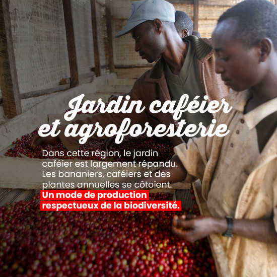 Café Grains Moka d'Ethiopie