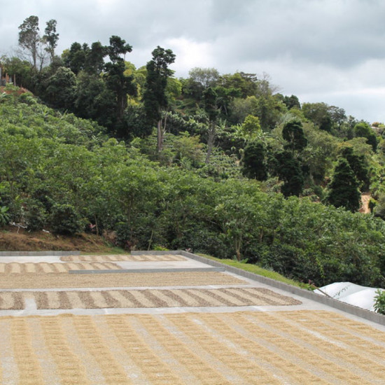 Doses Café éphémère - Costa Rica