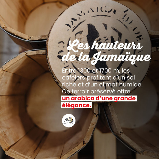 Café en grano Blue Mountain de Jamaica