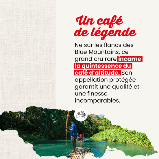 Café en grano Blue Mountain de Jamaica