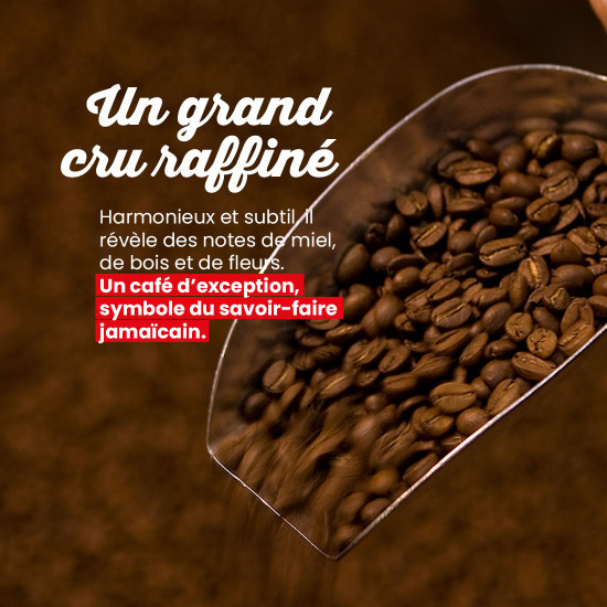 Café en grano Blue Mountain de Jamaica