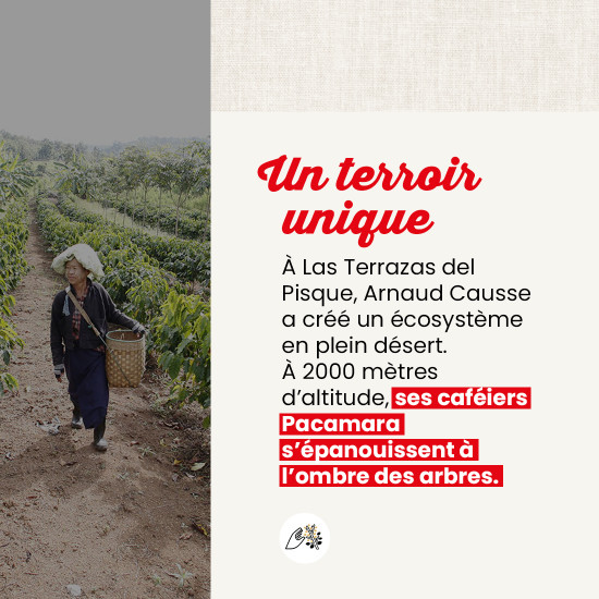 Caffè in Grani Ecuador Anaerobico - Filtrazione