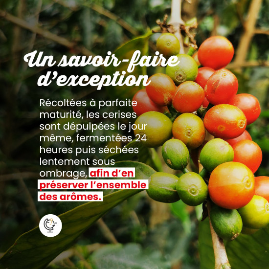 Café en grano Ecuador - Filtración