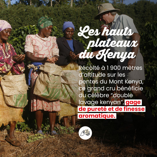 Café Grains Kenya - Filtration