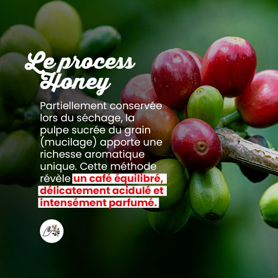 Café Grains Laos Catimor Honey - filtration
