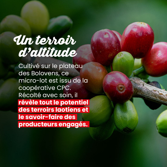 Café Grains Laos Peaberry