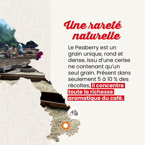 Café en grano Laos Peaberry