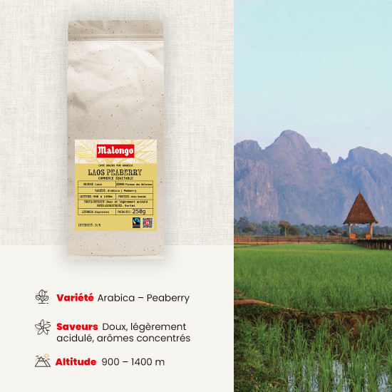Café en grano Laos Peaberry