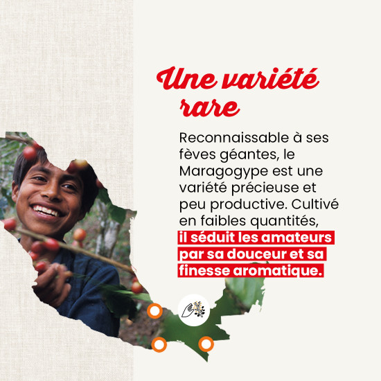 Café Grains Maragogype Mexique