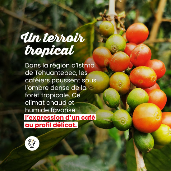 Café Grains Maragogype Mexique