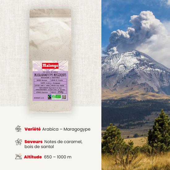 Café Grains Maragogype Mexique