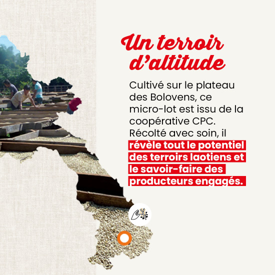 Caffè in Grani Laos Marsellesa Honey – Filtrazione