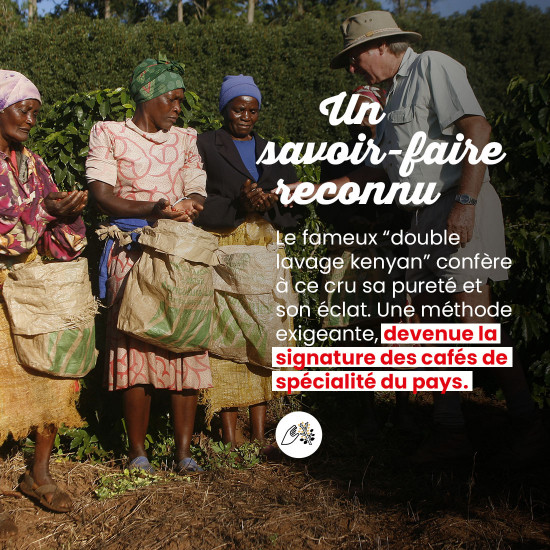 Café en grano Kenia