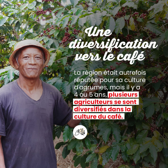 Caffè in grani Madagascar